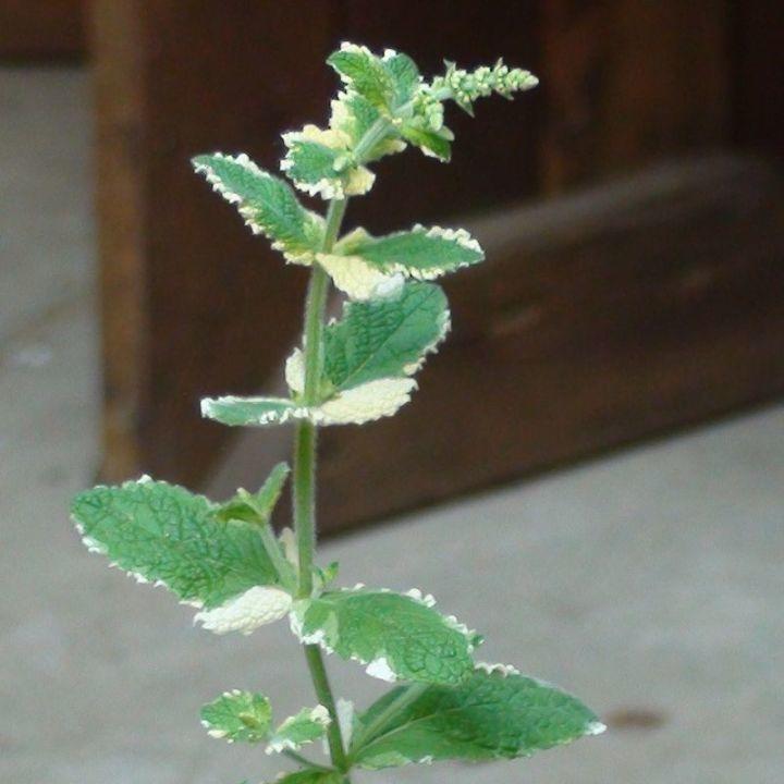 图文:薄荷品种及美味菜谱！