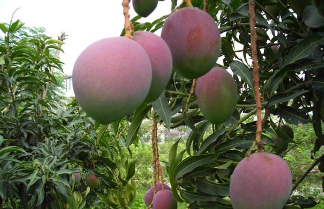 果树:四季芒果栽种技术要点