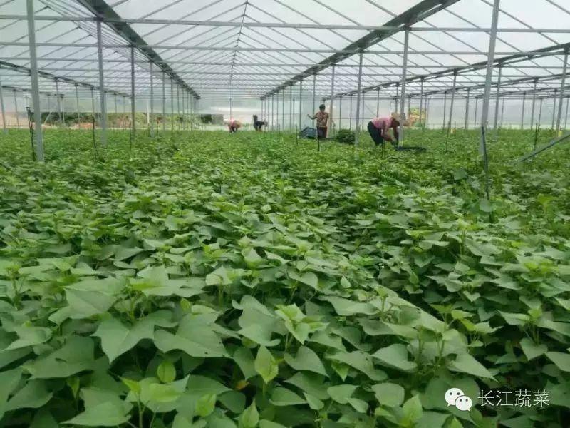 菜用红薯叶大棚栽培技术