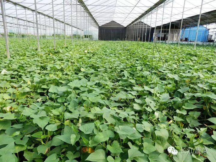 菜用红薯叶大棚栽培技术