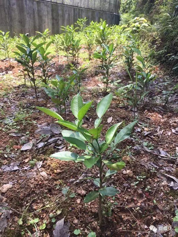 特种养殖(蝴蝶):如何饲养菜粉蝶和玉带凤蝶？