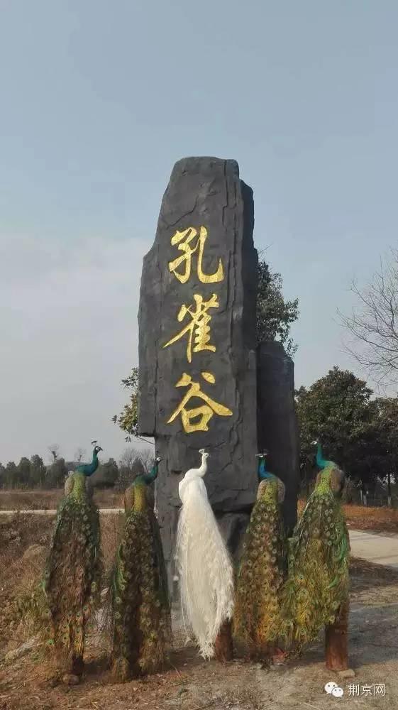 华中最大孔雀养殖基地对外开放