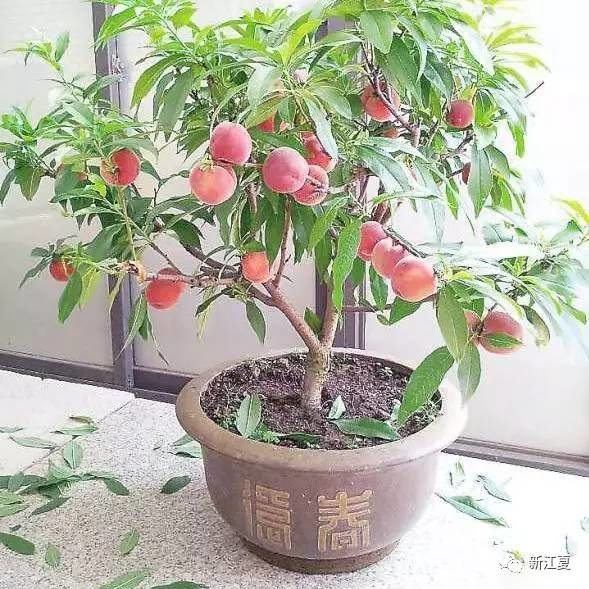 阳台上适合种植的盆栽果树 每年观果吃果
