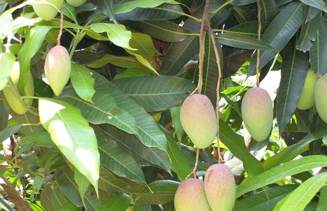 果树:四季芒果栽种技术要点