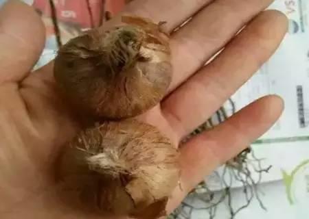 家庭阳台盆栽种植藏红花攻略[视频]