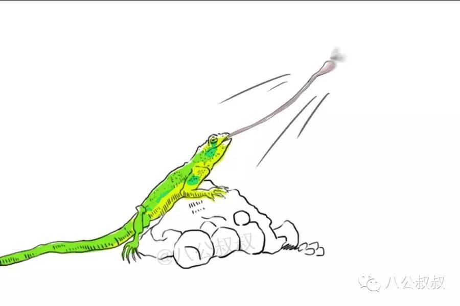 养蜥蜴的正确方法