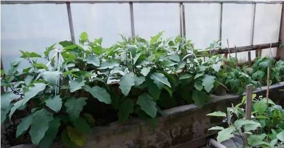蔬菜栽种:一定要选择适宜的季节时间