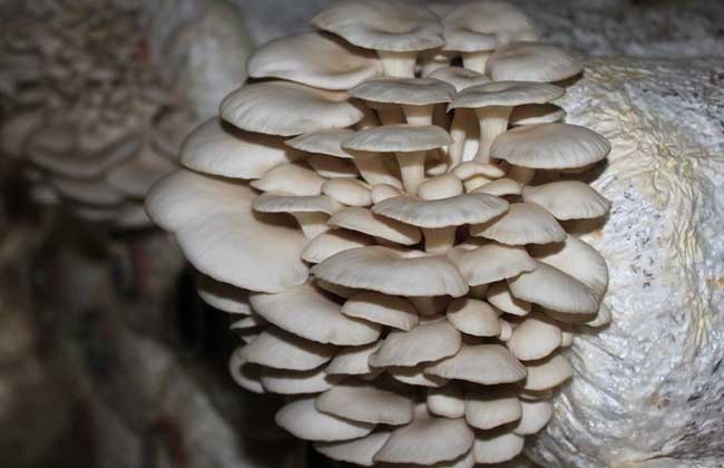 (食用菌专题)平菇有土栽培技术及管理方法