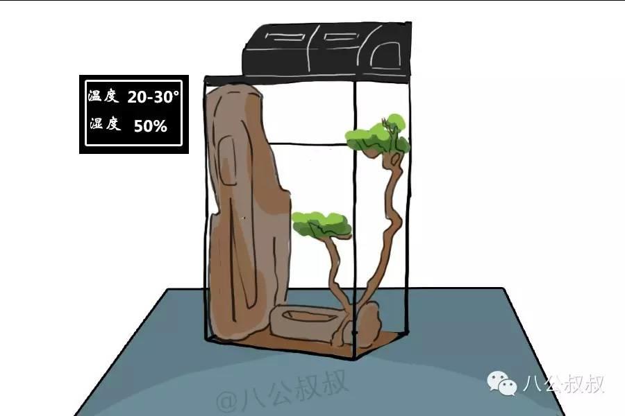 养蜥蜴的正确方法