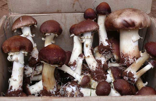 视频:大球盖菇栽种技术与初加工方法