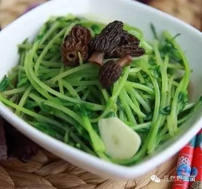 精选羊肚菌菜谱大全