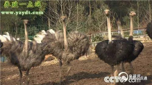 鸵鸟养殖创业故事:养大鸟三年赚够1000万