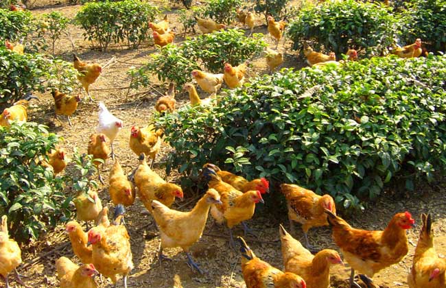 养鸡行业:肉鸡越来越难养的几个原因分析