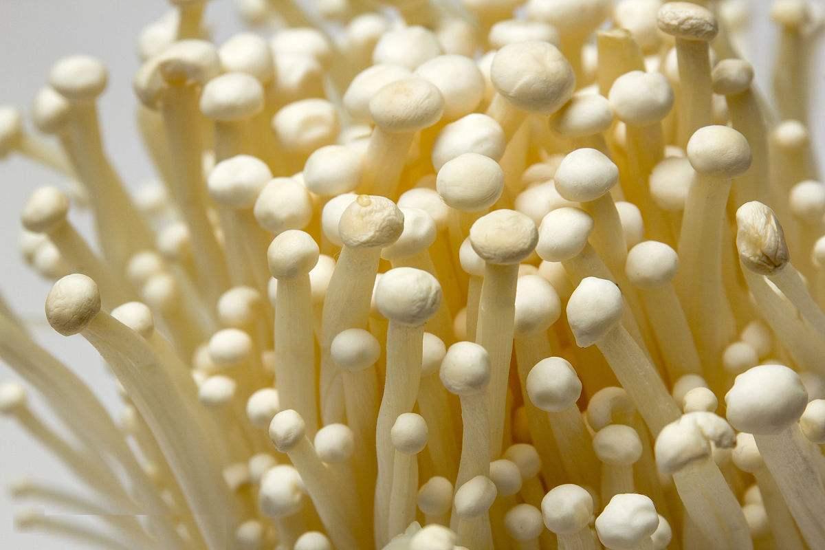 金针菇栽植中常见问题及解决措施