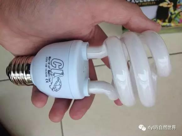 【宠物玩家】养蜥蜴都需要哪些装备？