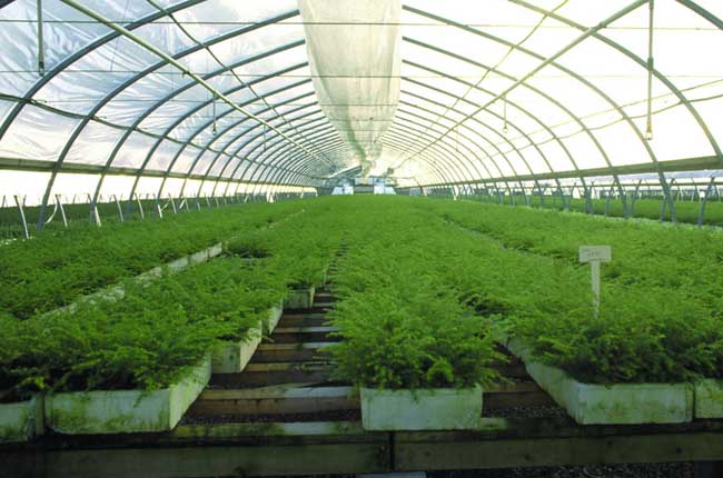 蔬菜设施农业:大棚蔬菜常用的肥料及施肥方法