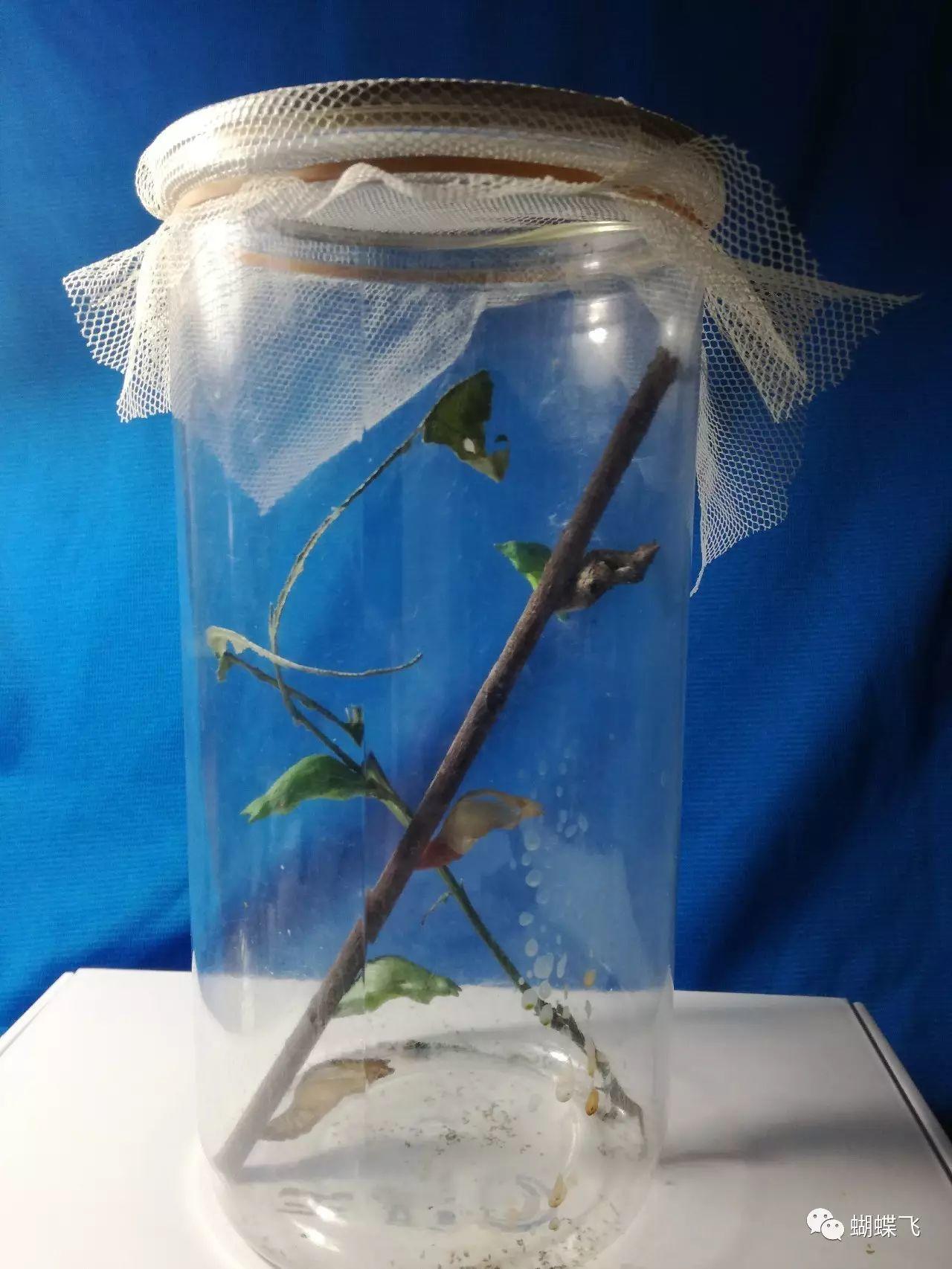 特种养殖(蝴蝶):如何饲养菜粉蝶和玉带凤蝶？