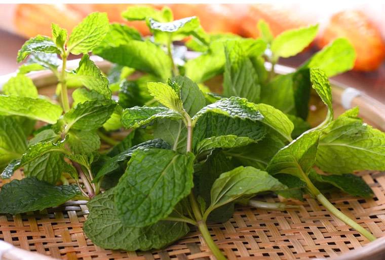 中草药专题:薄荷栽种技术【药膳兼用】