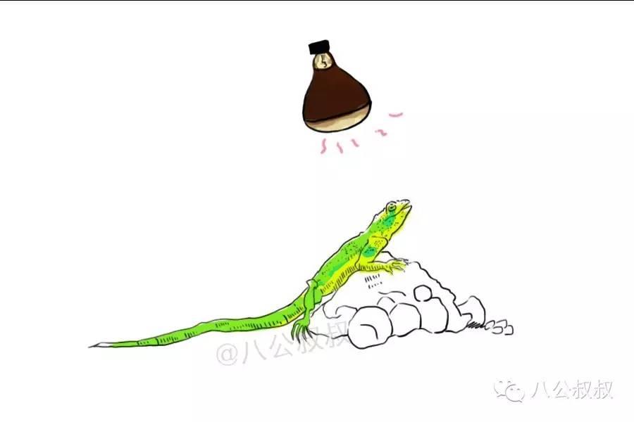 养蜥蜴的正确方法