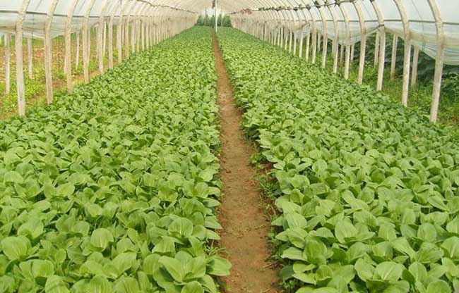 日光温室蔬菜栽种的分阶段管理技术