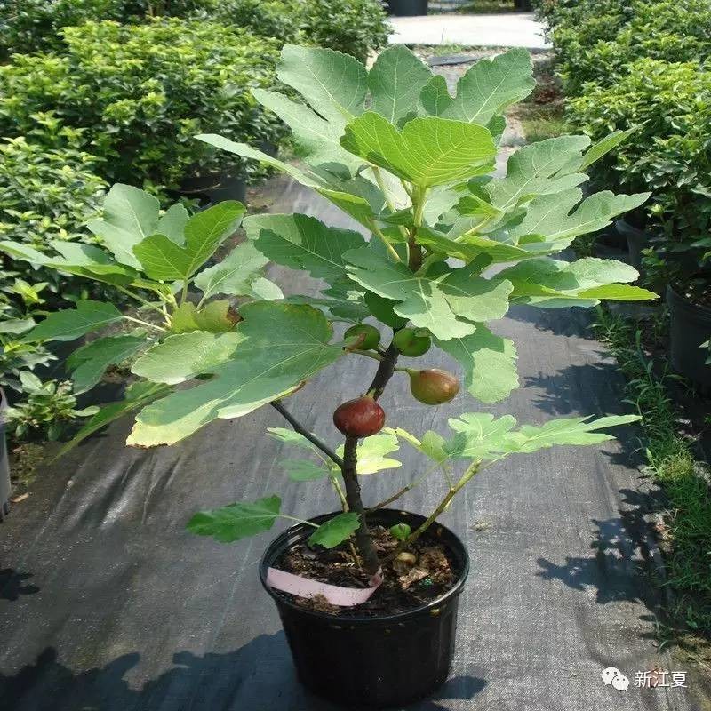 阳台上适合种植的盆栽果树 每年观果吃果