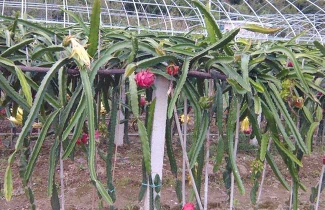 果树栽培:火龙果的栽植方式