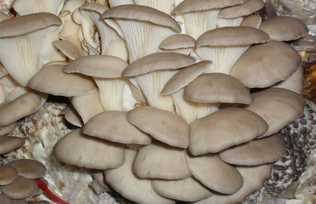 几种优良食用菌品种介绍[视频]