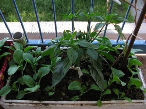 蔬菜栽种:一定要选择适宜的季节时间