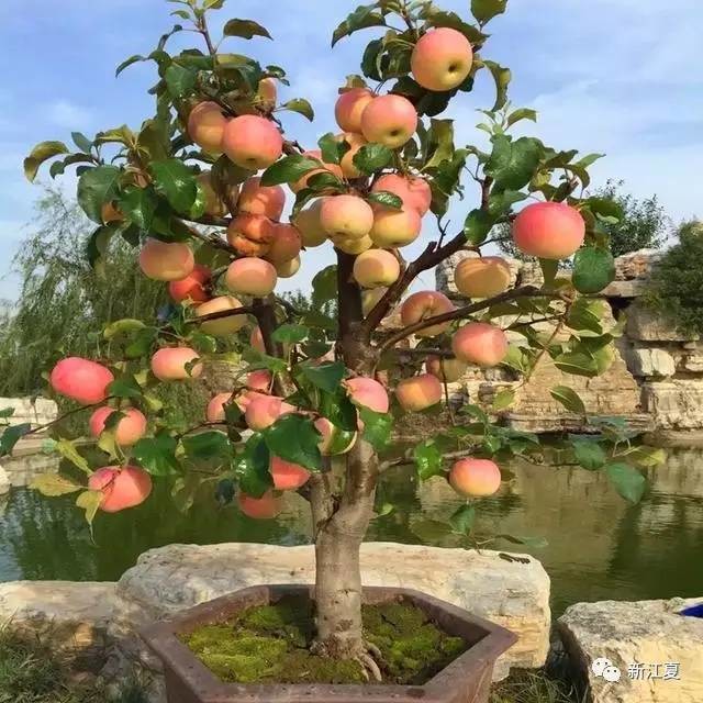 阳台上适合种植的盆栽果树 每年观果吃果