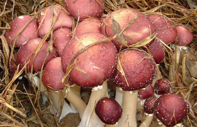 视频:大球盖菇栽种技术与初加工方法