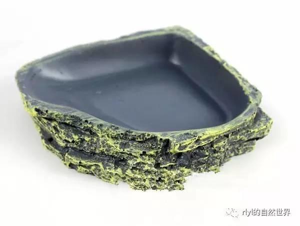 【宠物玩家】养蜥蜴都需要哪些装备？