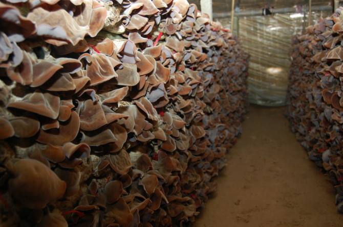 黑木耳高产栽培的12项关键技术措施