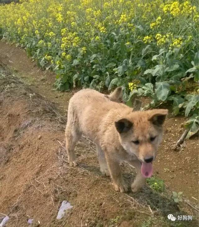 什么是你童年乡村记忆中印象最深的情景？