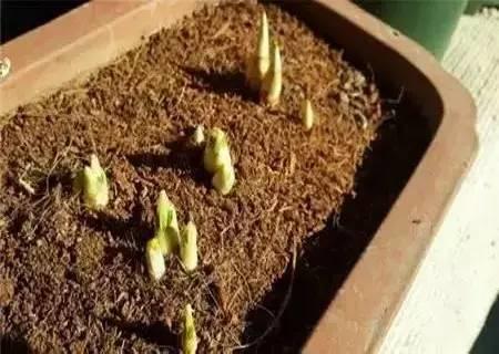 家庭阳台盆栽种植藏红花攻略[视频]