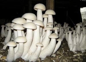 利用金针菇废料栽种金福菇的经济效益高[视频]