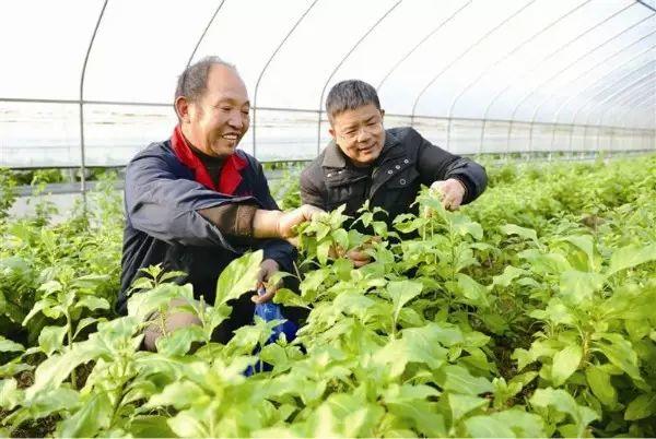 枸杞芽菜种植前景及栽培技术[视频]