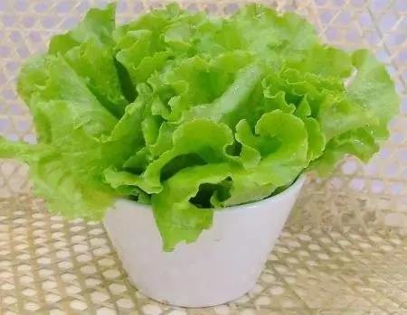 推荐几种易种易管的阳台蔬菜品种