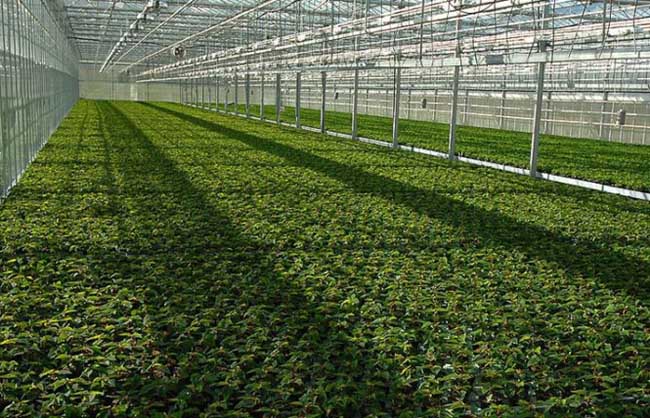 蔬菜设施农业:大棚蔬菜常用的肥料及施肥方法