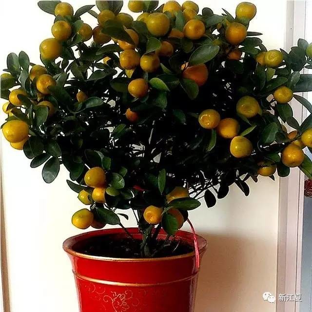 阳台上适合种植的盆栽果树 每年观果吃果